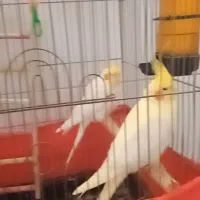 عروس هلندی سخن گو ومولد