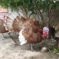 تخم نطفه دار بوقلمون بوربون و آمروک