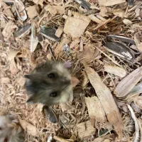 همستر کمپل|موش و خرگوش|تهران, نیروی هوایی (پیروزی)|دیوار