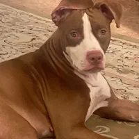 پیتبول ماده