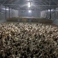 اردک ۱۵روز قیمت مناسب برای مصرف کننده|حیوانات مزرعه|هادی شهر, |دیوار