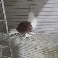 نره جکسون|پرنده|بافق, |دیوار