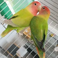 فروش پرنده برزیلی