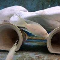 بریچاردی مولد