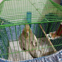 عروس ماده بالغ|پرنده|رشت, یخسازی|دیوار