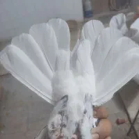ماده سرور دم سفید چاپی|پرنده|شیراز, دارالرحمه|دیوار