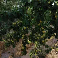 باغ شهری حاجی اباد نقش رستم|فروش زمین و ملک کلنگی|مرودشت, نقش رستم|دیوار