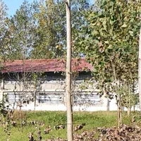 کارگر مرغ گوشتی