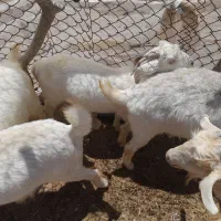 بز‌ و گیسه جوان و نری