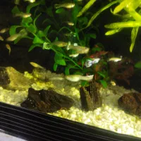 گوپی نژاد بیگر