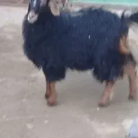 بزغاله واسه قربانی