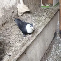 سینه مخمل طوقی