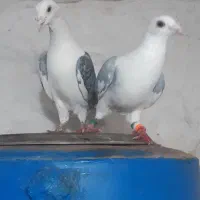 کبوتر پشتدار پلاکی|پرنده|قزوین, |دیوار