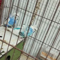 پرنده.مرغ عشق.عروس.طوطی