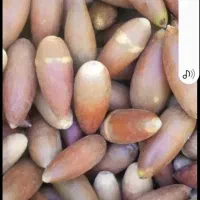 فروش بلوط تحویلی