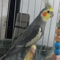 عروس هلندی|پرنده|تهران, کیانشهر|دیوار