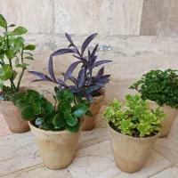گل های طبیعی زیبا