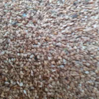 فروش کنجد محلی امساله در حال بر داشت