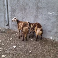 ۱ راس میش و بره پلنگی|حیوانات مزرعه|بروجرد, |دیوار