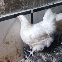 مرغ اورپینگتون-خروس کوشین