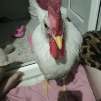 خروس سفید بسیار باهوش