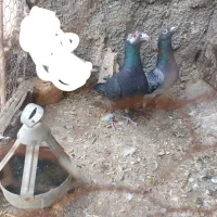 کفتر|پرنده|مشهد, مشکینی (شهرک غرب)|دیوار