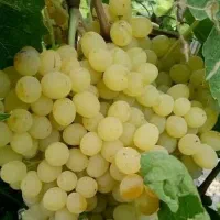 پیش فروش نهال انگور سفیدبیدانه
