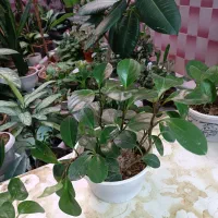 گل طبیعی|گل و گیاه طبیعی|خرم‌آباد, |دیوار