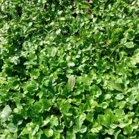 سبزی‌های محلی ،کاملا ارگانیک|خوردنی و آشامیدنی|دالخانی, |دیوار