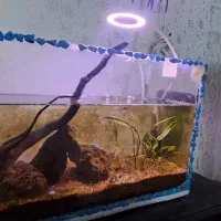 اکواریوم ۵۰ سانتی پلنت با لوازم و ماهی