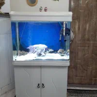 اکواریوم و ماهی