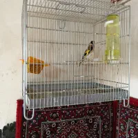 سهره دهن دار