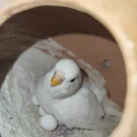 چند جفت مرغ عشق مولد و تخم گذار