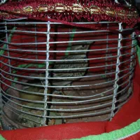 واگذاری سهره جوجه قفس