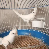 عروس هلندی البینو