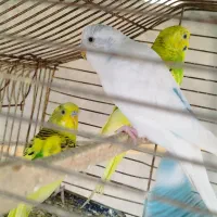 4عددمرغ عشق|پرنده|نقده, |دیوار