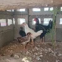 فروش جوجه محلی