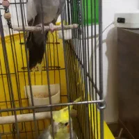 عروس هلندی  نر