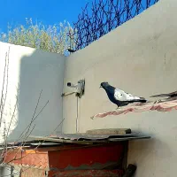 سینه سیاه ماده