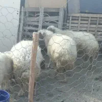 گوسفند و بره|حیوانات مزرعه|مهران (ایلام), |دیوار