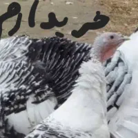 بوقلمون رویال