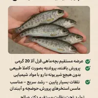 فروش بچه ماهی ۲۰ گرمی،قیمت توافقی