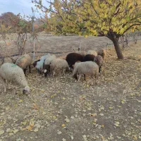 فروش 12راس گوسفندماده و5راس بزغاله ماده