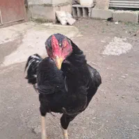 جوجه خروس لاری