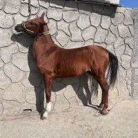 فروش نریان کرد