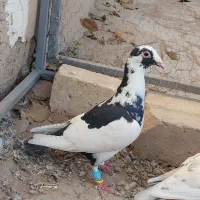 کفتر پرنده|پرنده|قزوین, |دیوار