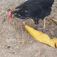خروس گلین