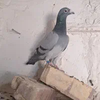 کفتر المانی|پرنده|زابل, |دیوار