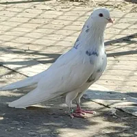 قفس