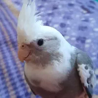 عروس هلندی ابلغ البینو